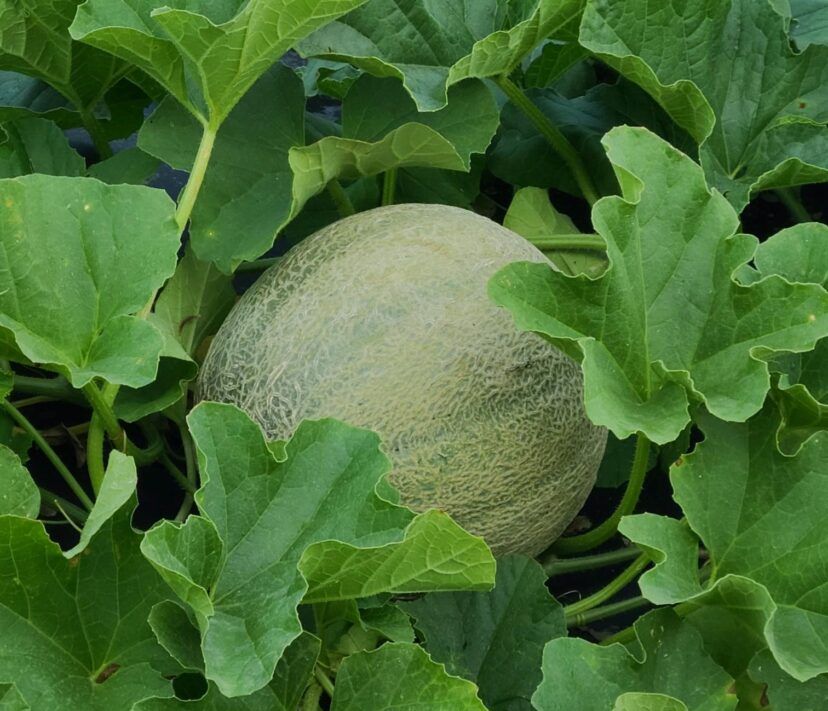 Cantaloupe is developing well but keep a close eye out for disease issues.