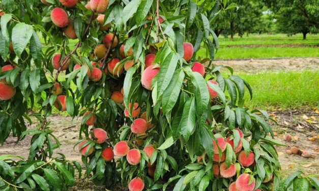 SC Fruit and Vegetable Field Report- 6/26/23