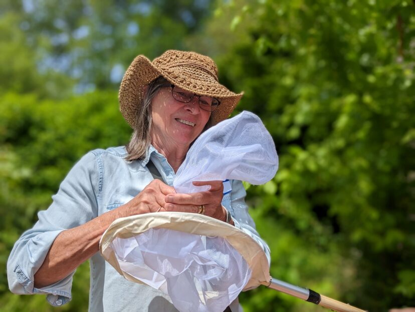 Catch bees in an insect net.