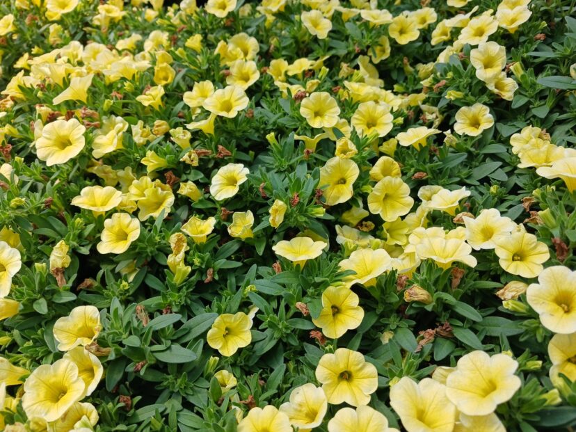 Cheerful yellow Calibrachoa Mini Famous® Uno Yellow blooms nonstop all summer.