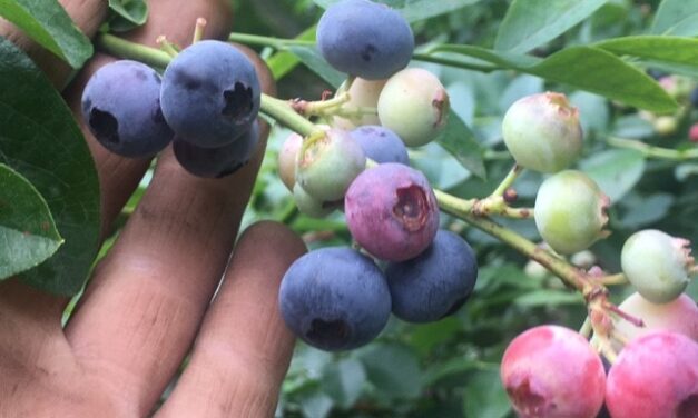 SC Fruit and Vegetable Field Report- June 5, 2023