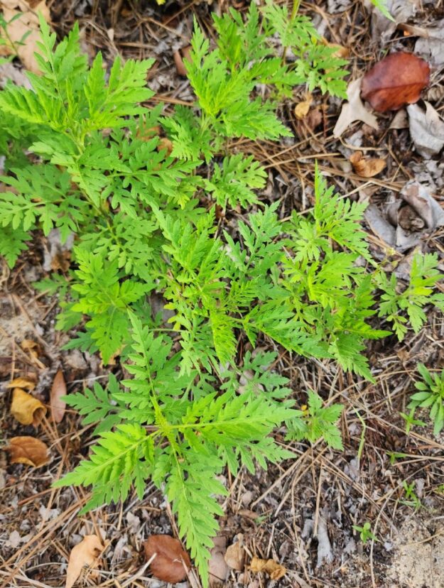 Weed of the month common ragweed home garden information center