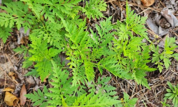 Weed of the Month- Common Ragweed