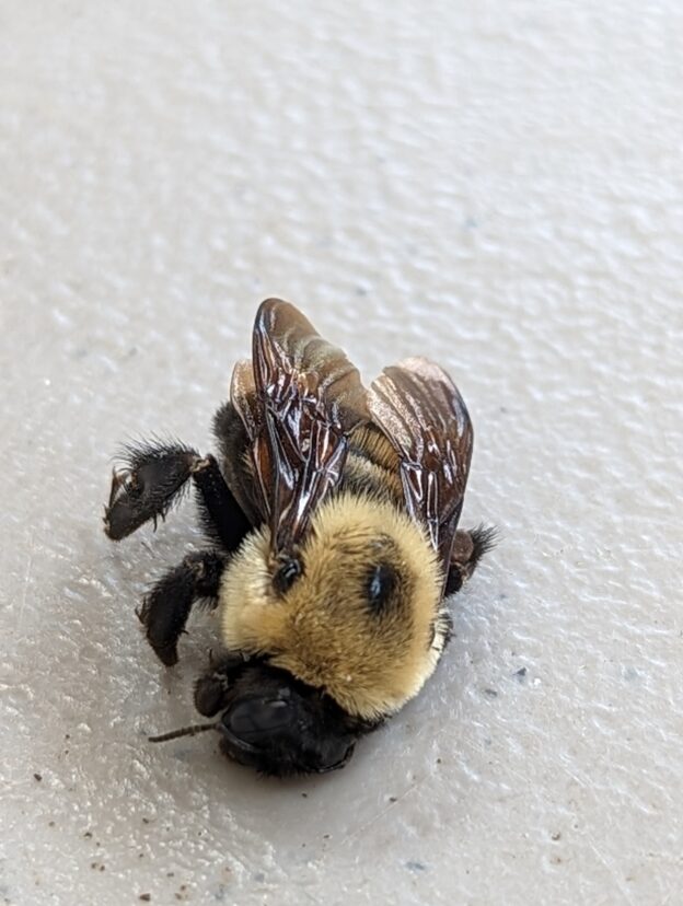 Cooled bee is left to wake back up.