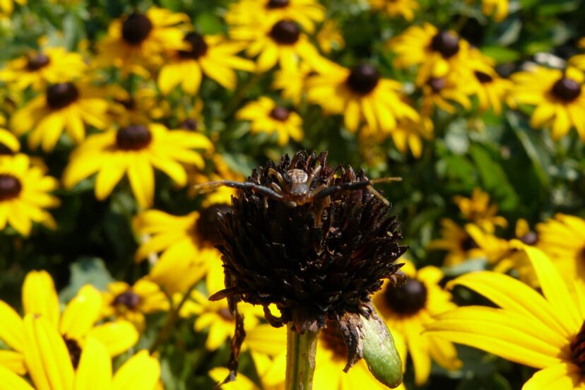 Crab spider on Black-eyed Susan.