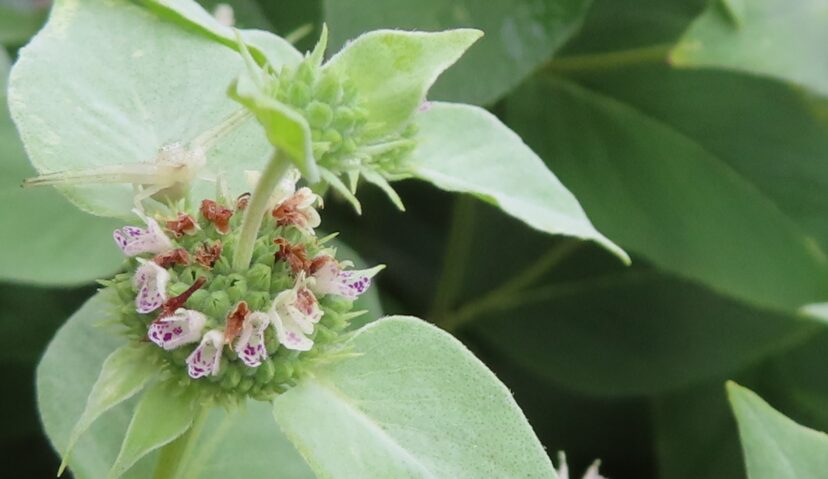 Up close crab spider on Mountain Mint. 
