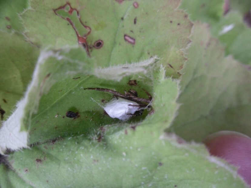 Crab spider with egg sac.
