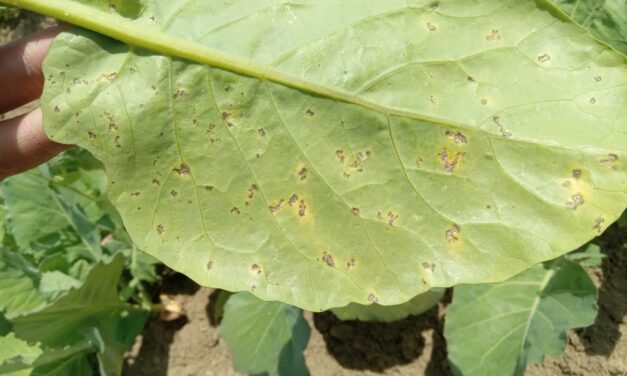 What Is It? Wednesday – Downy Mildew