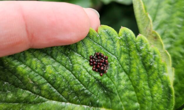 What Is It? Wednesday – Spined Soldier Bugs