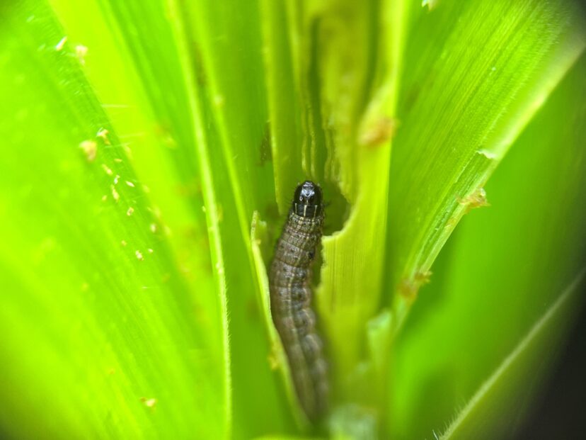 Fall armyworms can become an issue in sweet corn as the season progresses.