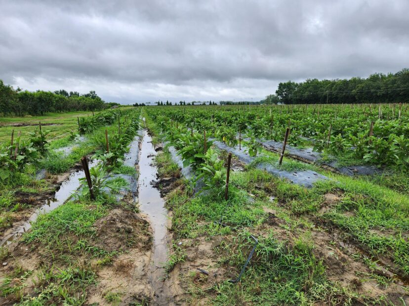Field conditions have been very soggy.