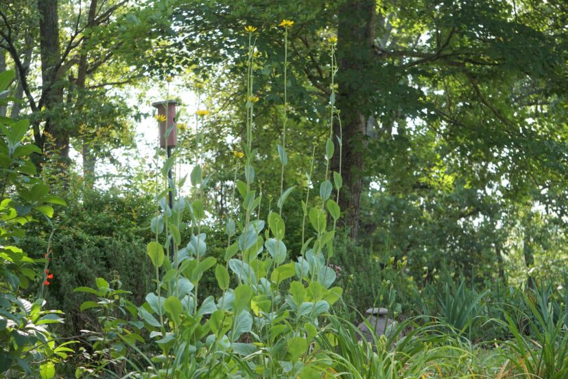 Giant coneflower (Rudbeckia maxima) is native to the Central and Southern United States.