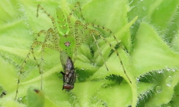 Spiders in the Garden, Oh My!