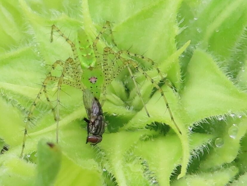 Green lynx spider with prey.
