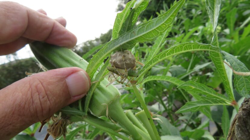Green lynx with eggsac.