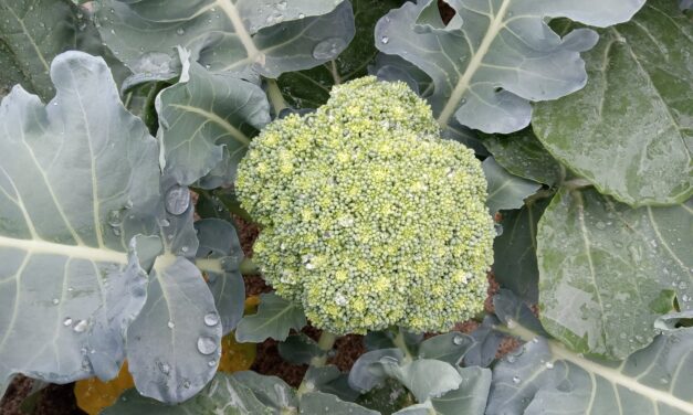 What Is It? Wednesday- Heat Stress in Broccoli