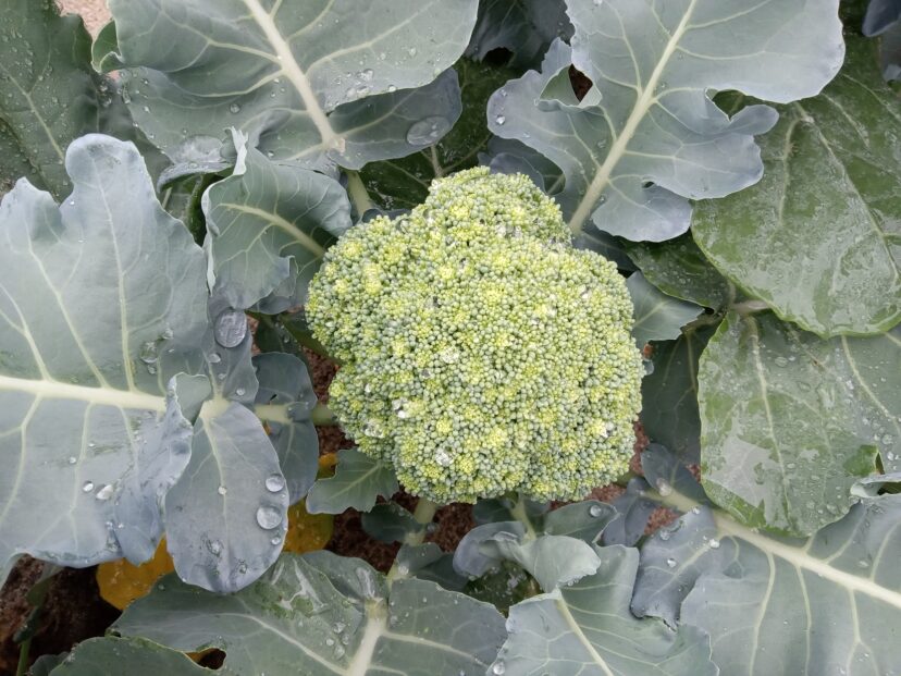 Heat stress in broccoli plant.