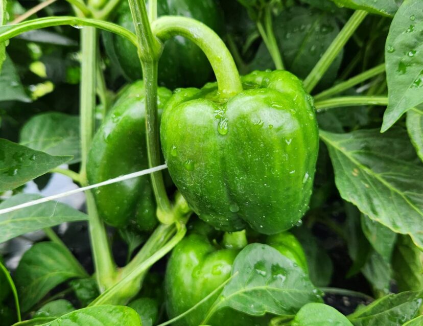 Peppers are being harvested and look really good.