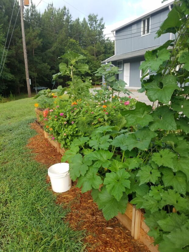 Place a bucket of soapy water near gardens or landscape beds for easy disposal of Japanese beetles.
