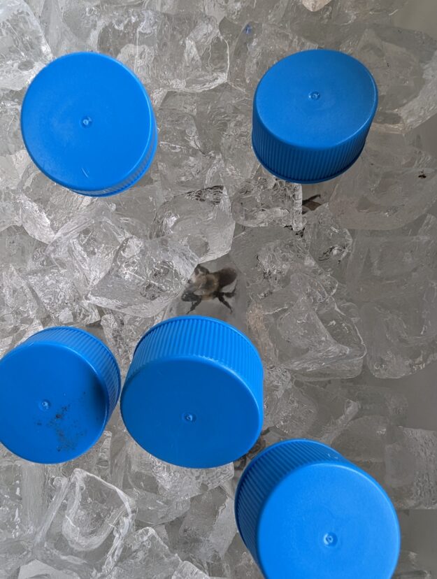Place bees on ice (no more than 20 mins– check on them).