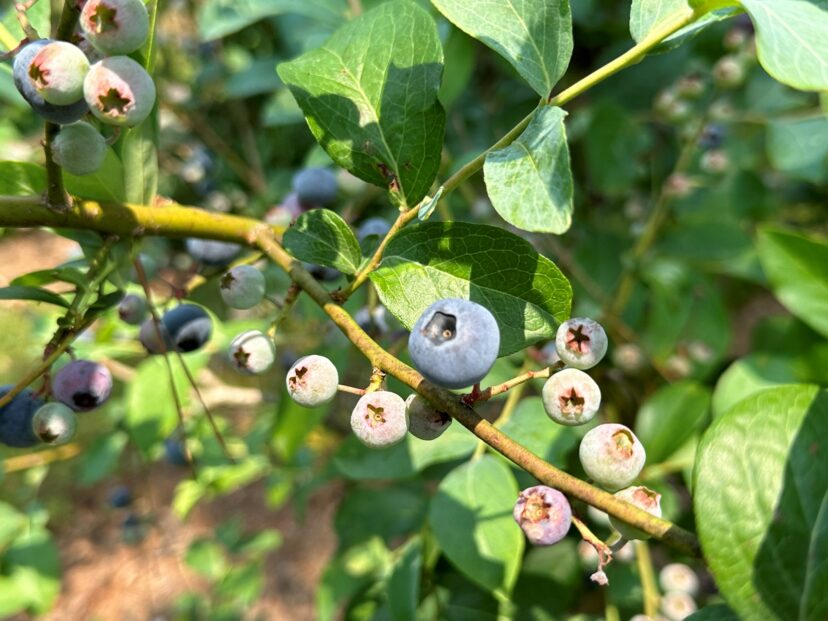 Plastic or cloth netting draped over bushes or supported by a framework provides protection from birds.