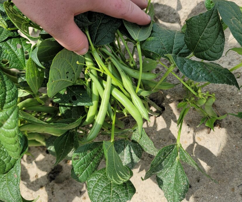 Snap beans are looking great right now.