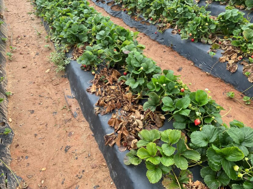 Some strawberry plants began to collapse last week in the Upstate.
