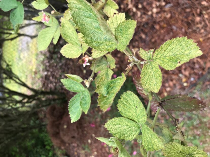 Spidermite Damage