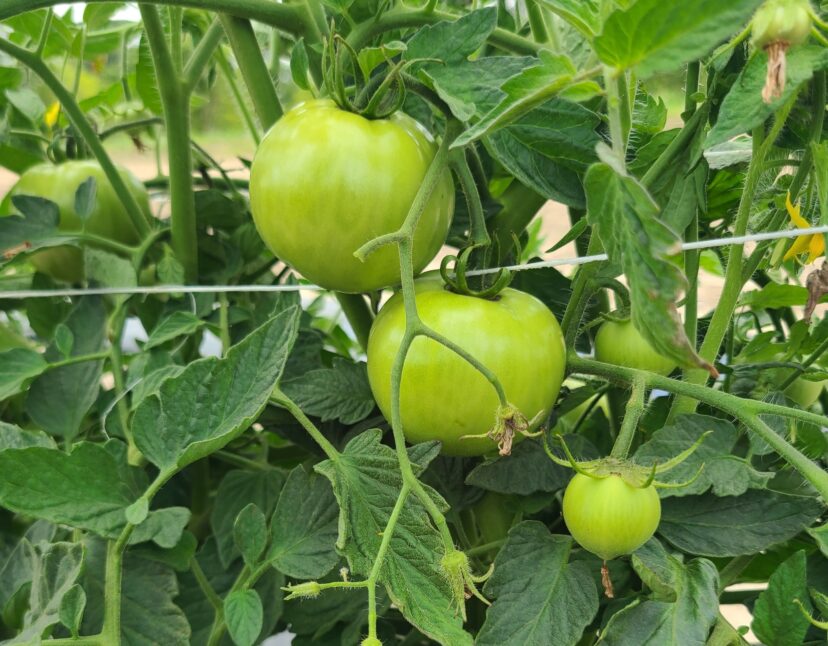 Tomatoes are coming along nicely in the Midlands.