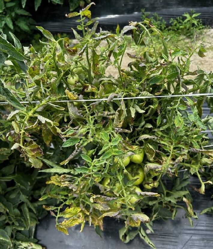 Tomatoes infected with an unknown virus at this point. Identifying the virus by using Clemson’s Lab can help make management decisions for next season.