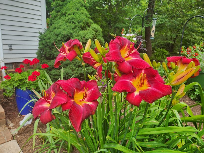 July 03 Week 1 Garden Photos Home & Garden Information Center
