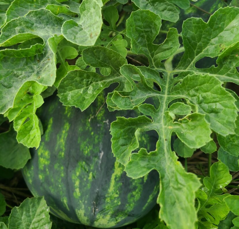 Watermelons are developing nicely, but keep a close eye out for foliar disease.