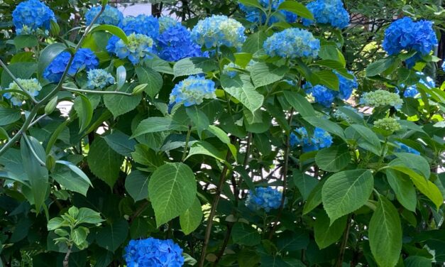 Hydrangea Hysteria