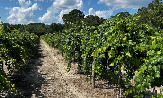 SC Fruit and Vegetable Field Report- July 17, 2023