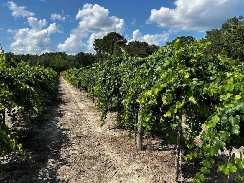 A beautiful and well managed muscadine vineyard.