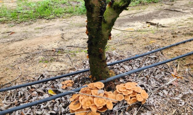 What Is It? Wednesday – Armillaria Root Rot