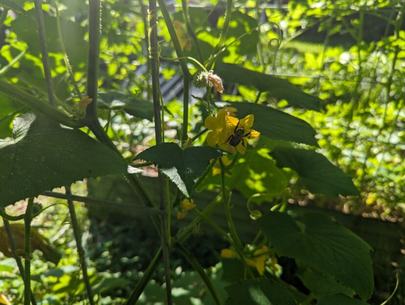 A healthy ornamental landscape benefits the vegetable garden by attracting pollinators and predatory insects. Hundreds of beneficial insects visit my landscape daily during the growing season.
