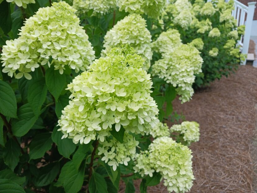 A hedge of Limelight Prime® (Hydrangea paniculata SMNHPPH’ PP32,511) is very showy in the landscape.