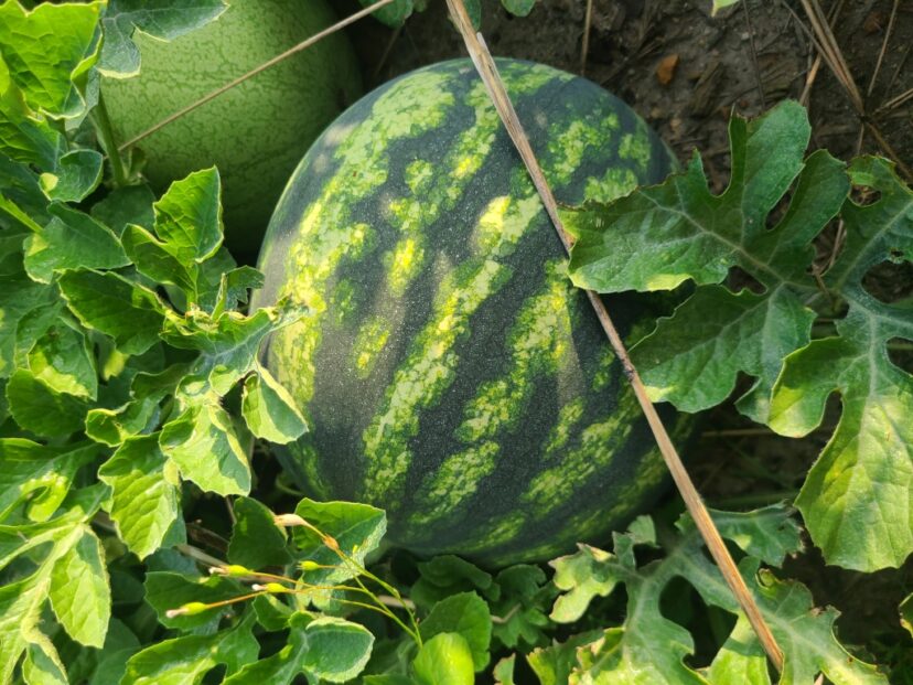 A watermelon growing in a plant Description automatically generated
