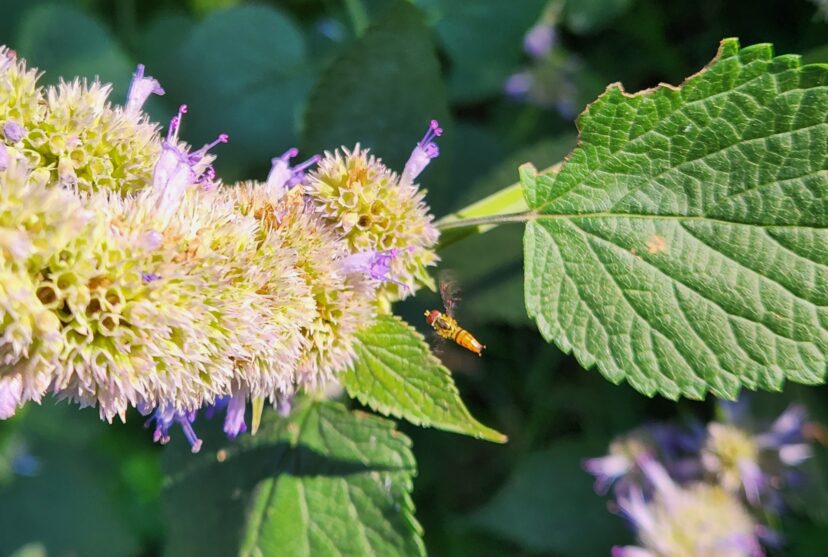 Adult syrphid flies are beneficial insects that feed on the pollen and nectar of anise hyssop.