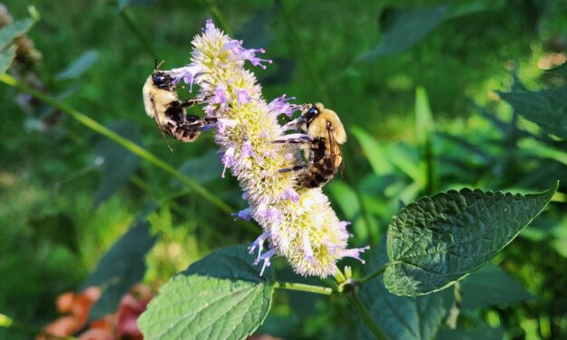 Anise Hyssop