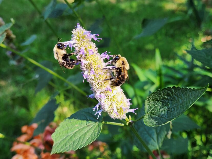 Anise hyssop (Agastache foeniculum) provides nectar and pollen for bumble bees during the summer and early fall.