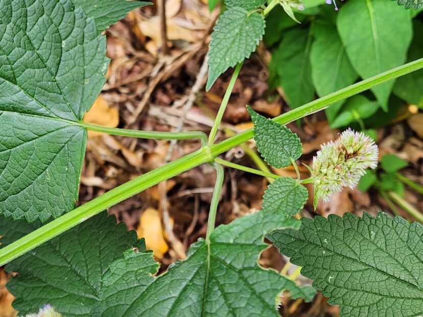 Anise hyssop has square stems and opposite leaves.