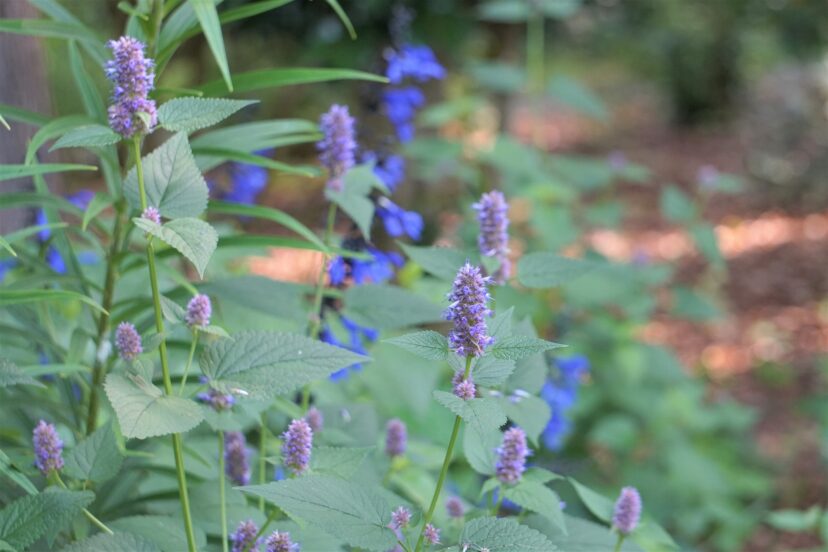 Anise hyssop tends to be a short-lived perennial and is not as aggressive as other mints.