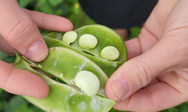 SC Fruit and Vegetable Field Report- July 3, 2023