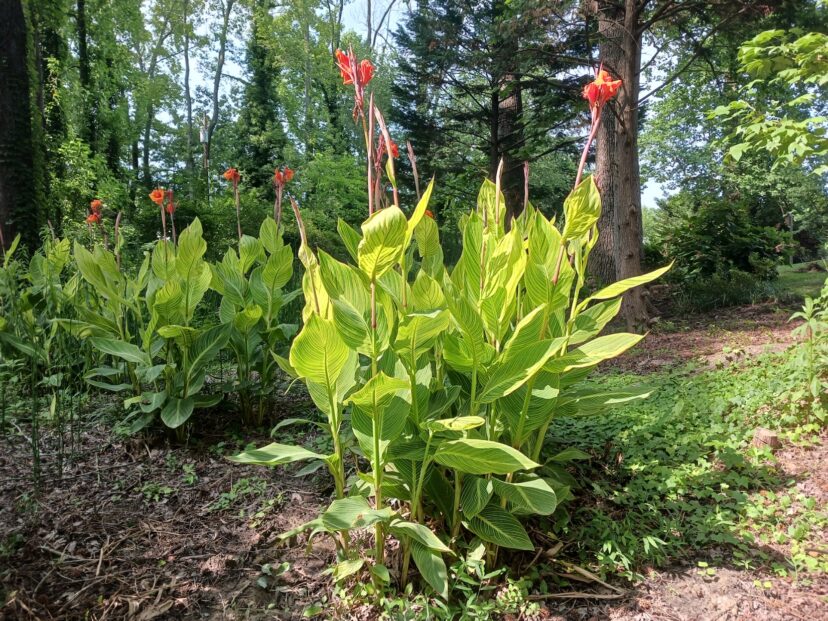 Canna ‘Bengal Tiger’ (Canna x generalis ‘Bengal Tiger’) thrives in this part shade site with extra moisture.
