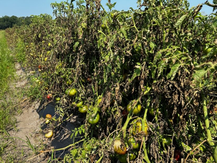 Cherokee Purple tomato plants are inundated with bacterial spot that defoliates the plant, causing lots of sun scalding.