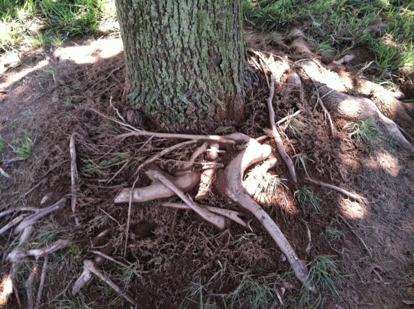 Circling roots caused by mulch volcanoes.