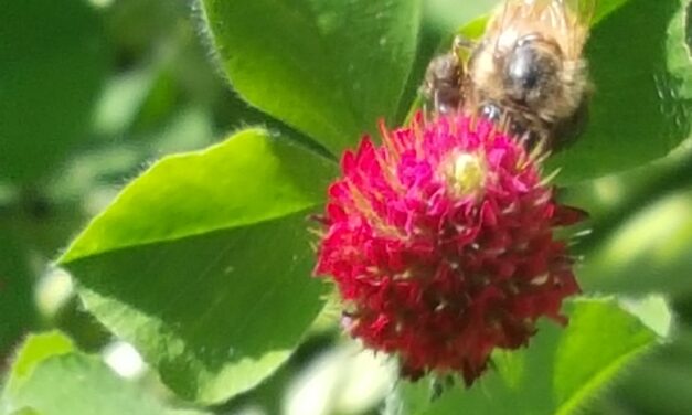 This Month in Your Garden – August 2023