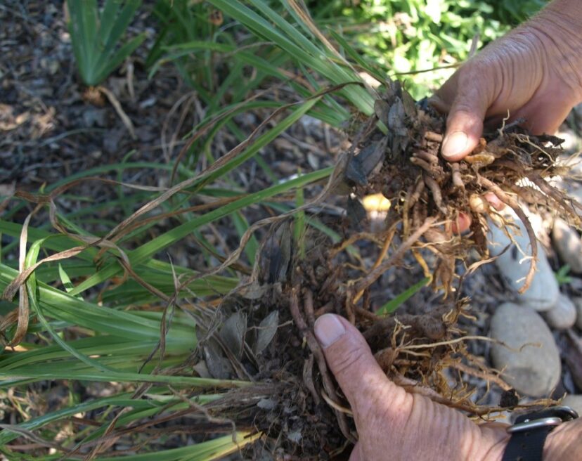 Daylilies can be easily divided to produce more plants.